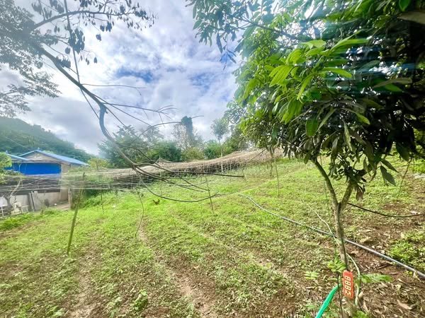 Đất vườn 1.600m² Chiềng Ngần Sơn La giá 600 triệu - Phù hợp cho farmstay lý tưởng!