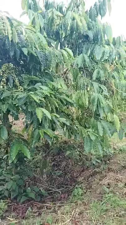 Đất mặt tiền Quốc lộ 27, Đam Rông, Lâm Đồng 100m² giá chỉ 4.5 tỷ - Cơ hội đầu tư tuyệt vời!