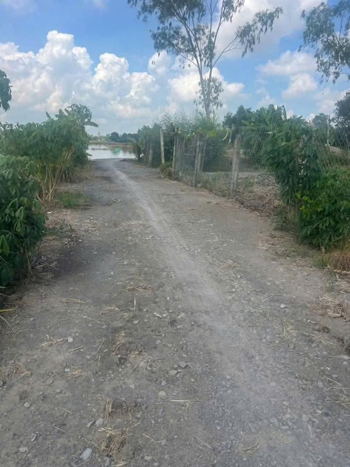 Đất lúa 2730m² tại ấp 1, xã Mỹ Thạnh, Long An - Giá chỉ 420 triệu