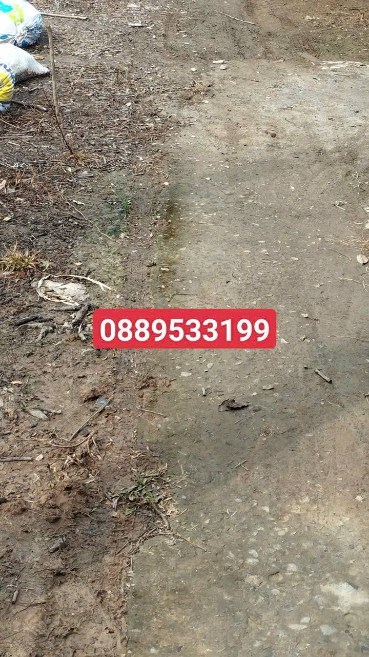 Đất trồng chôm chôm Thái 1900m² tại Sơn Định, Chợ Lách - Giá 1.1 tỷ, thương lượng trực tiếp!