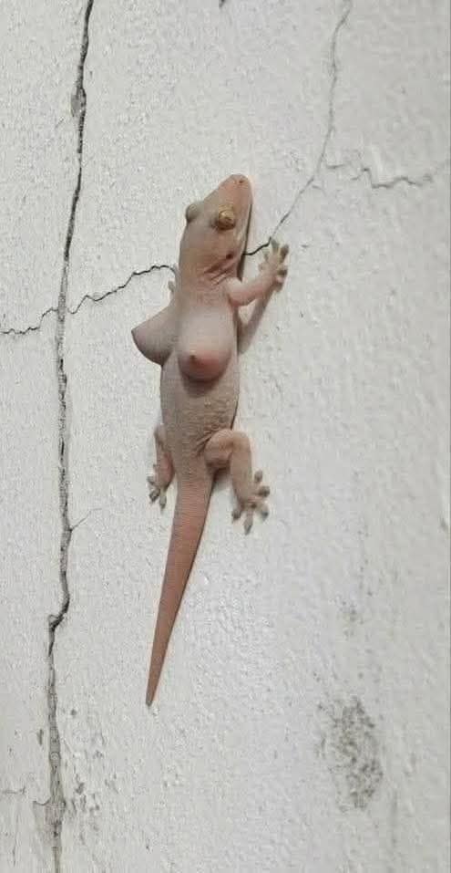 Bán nhà mặt tiền đường 767, xã Vĩnh Tân, huyện Vĩnh Cửu, 97.5m² - Cơ hội sở hữu nhà chính chủ!