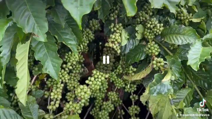 Đất Farm 2.8ha tại xã Ia Phang, Chư Pưh - Giá 4.5 tỷ, Kinh doanh Cafe mạnh mẽ!