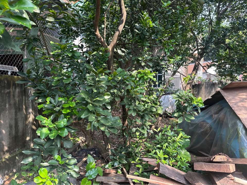 Đất thổ cư Thượng Cát 46m² giá thỏa thuận - Đường xe tăng chạy, tiềm năng phát triển!