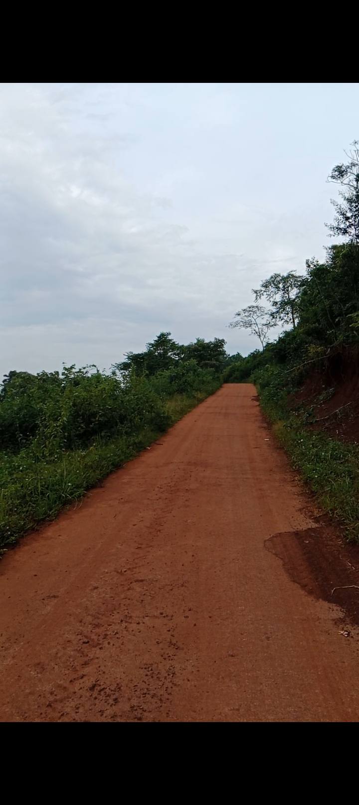 Lô đất 8000m² tại Quảng Trực, Tuy Đức - Giá chỉ 650 triệu - View đồi thông tuyệt đẹp!