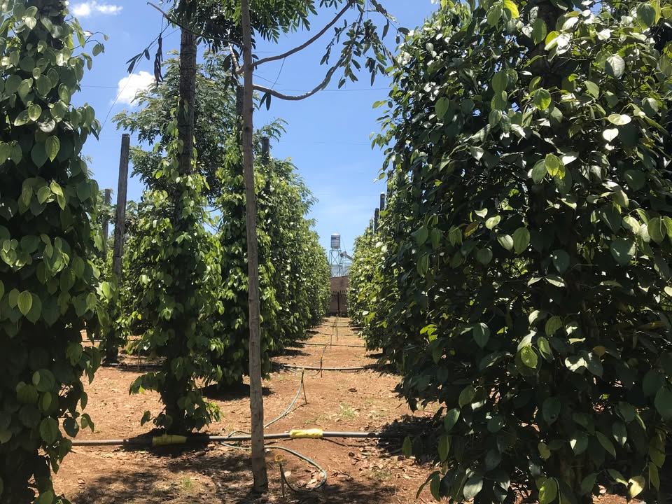 Đất nền B'Lao, Bảo Lộc 151m² giá 1.65 tỷ - Tiềm năng đầu tư hấp dẫn!