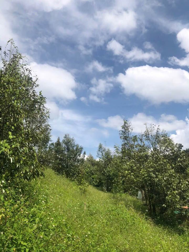 Đất thổ cư 442m² tại thôn 8 Tân Lạc, Bảo Lộc - Giá chỉ 730 triệu