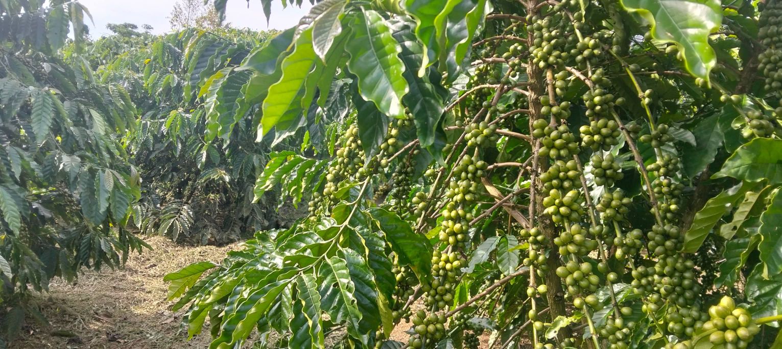 Farm 4,3 sào Lộc Châu giá 1,5 tỷ - Cơ hội đầu tư sinh lời