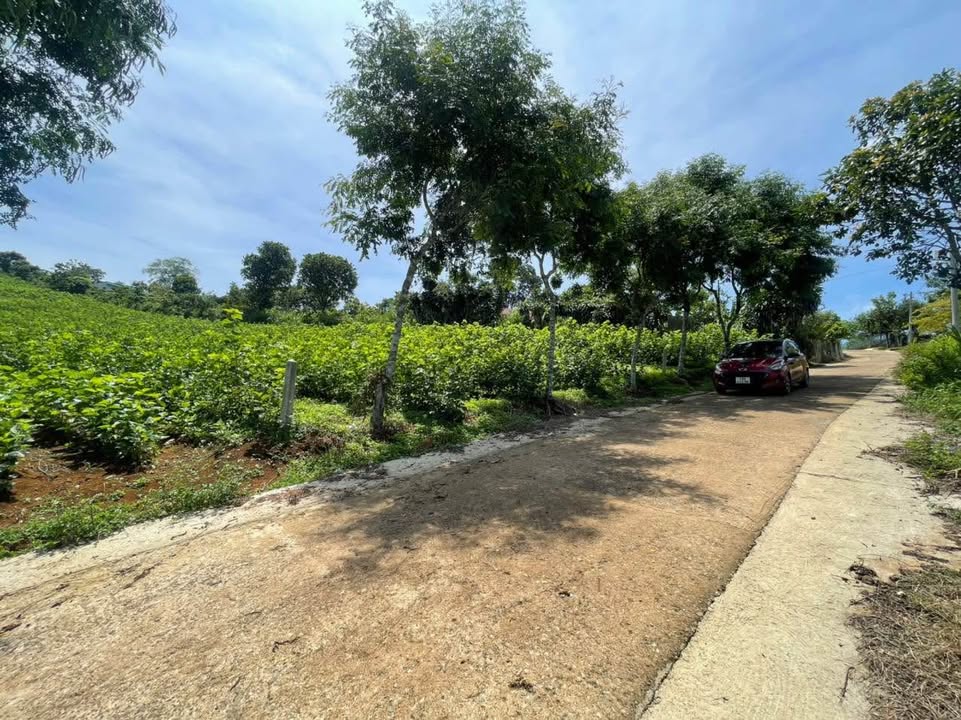 Đất thổ cư 1000m² hẻm Lý Thái Tổ, Bảo Lộc - Giá 2.5 tỷ - Tiềm năng đầu tư!