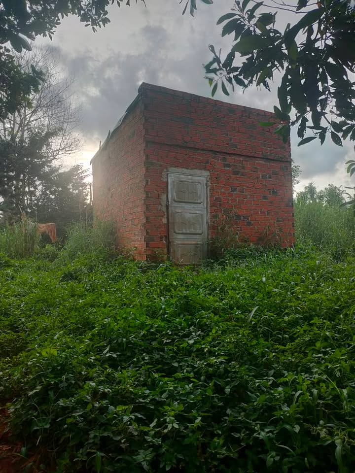 Đất Farm 12ha tại Kon Thụp, Mang Yang, Gia Lai giá 10.8 tỷ - Đầu tư sinh lời ngay!