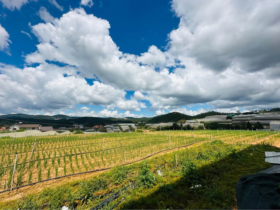 Đất nền đường Cao Thắng, Đà Lạt 100m² giá 1.2 tỷ - Cơ hội đầu tư tuyệt vời!