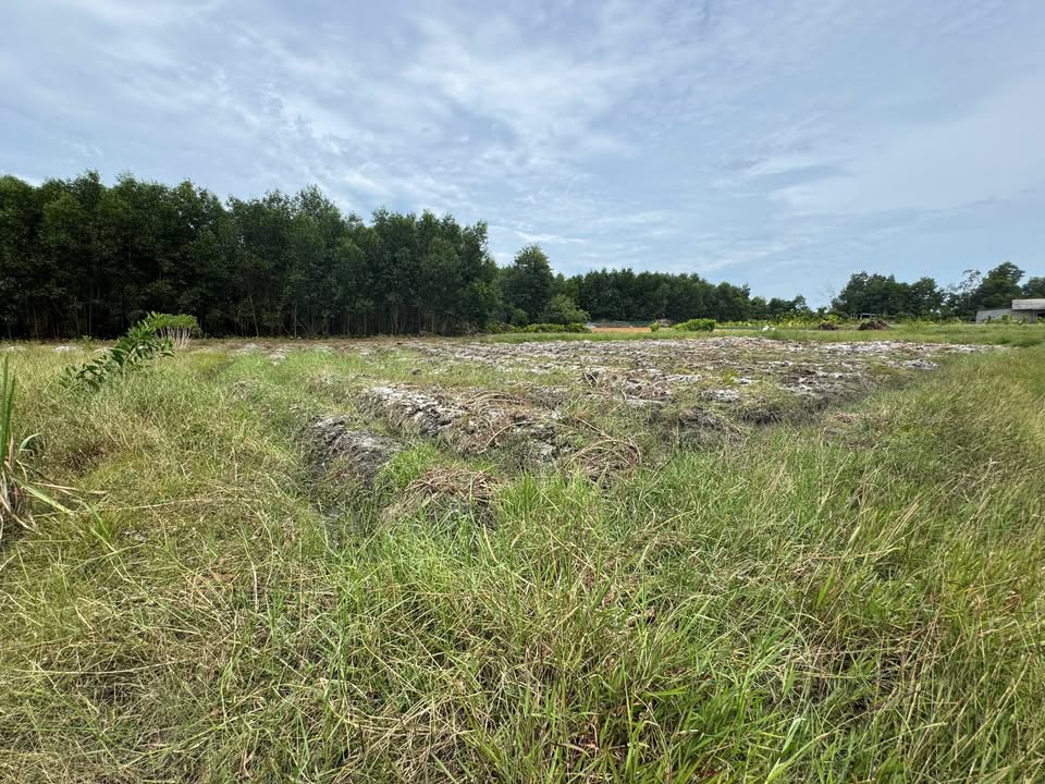 Đất trồng lúa 700m² Phường Phong Điền, Huế - Chỉ 400 triệu, sổ đỏ chính chủ!