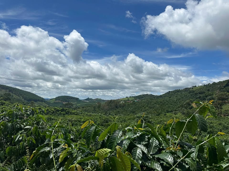 Đất thổ cư 7000m² tại thị trấn Nam Ban - Giá 1 tỷ/sào, cơ hội đầu tư tuyệt vời!