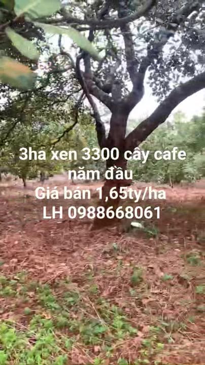 Farm 3ha tại xã Phước Tân, Phú Riềng - Đầy tiềm năng đầu tư chỉ 1,65 tỷ