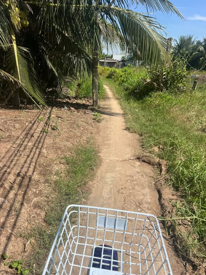 Đất vườn dừa 41.000m² tại Định Trung, Bình Đại giá 850 triệu - Pháp lý rõ ràng!