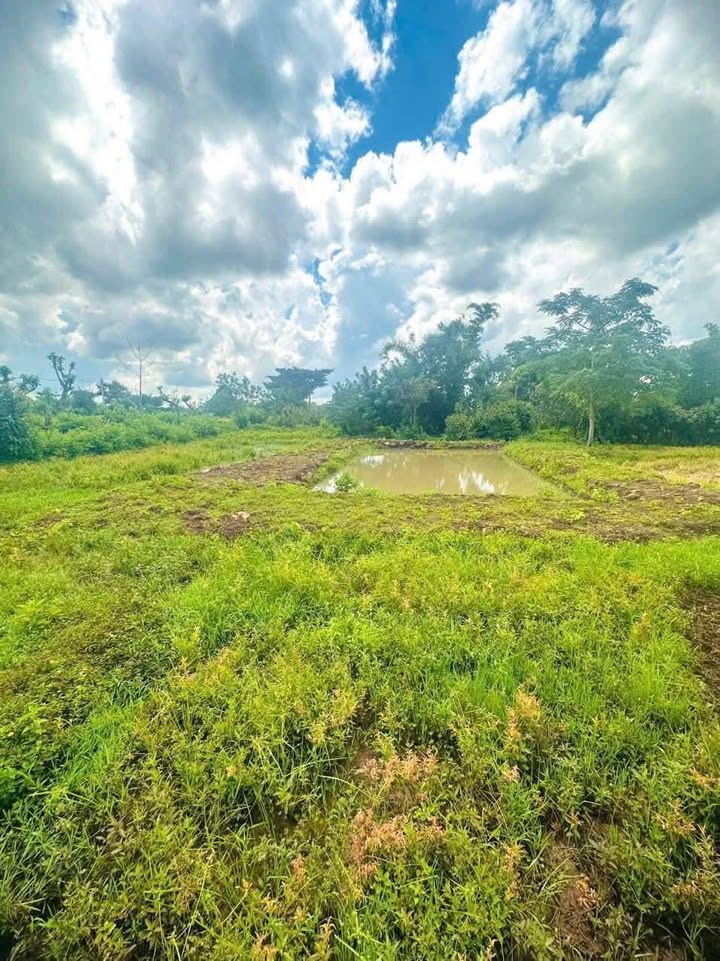 Đất nền 3600m² đường Đinh Núp, Buôn Hồ giá 1.05 tỷ - Sổ đỏ chính chủ!