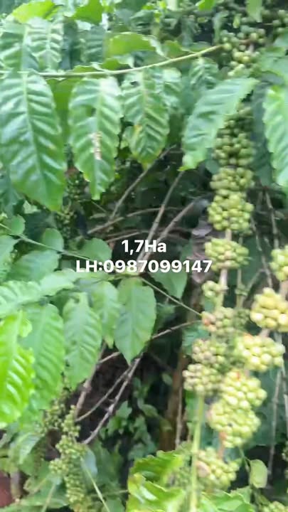 Bán rẫy cà phê 1,7ha tại Ea Khal, Đắk Lắk - Đường đi đẹp, đầy đủ tiện ích!