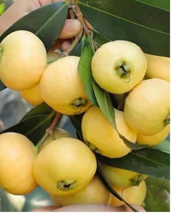 Đất nền Phước Hưng, Long Điền 510m² giá 1.8 tỷ - Cần bán gấp!