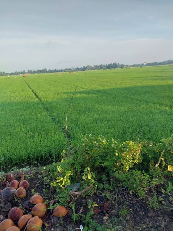 Đất ruộng 2500m² tại Bình An, Thủ Thừa - Chuyển lên thổ cư, giá 1.75 tỷ!