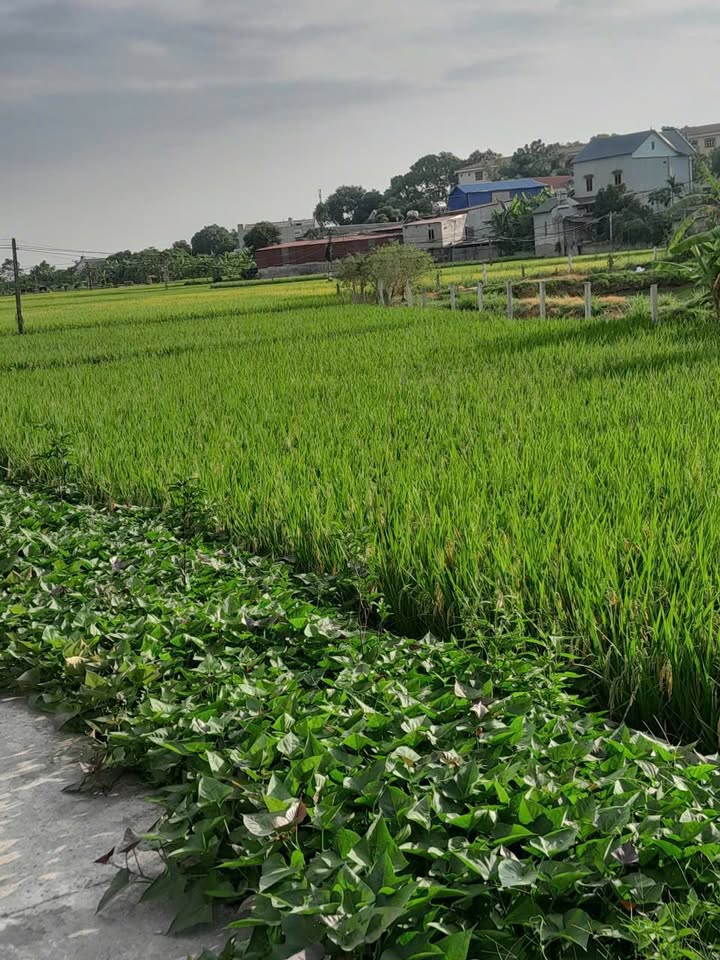 Đất thổ cư 122.9m² tại Thôn Nguồn, Tân Thanh, Lạng Giang - Chỉ 600 triệu VND!