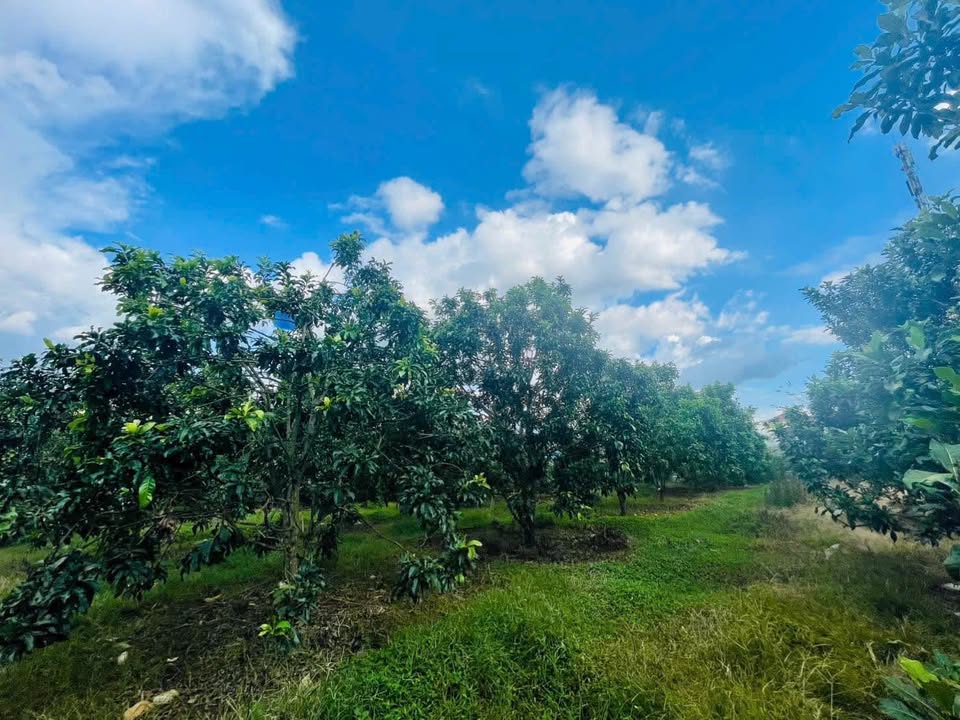 Đất nền 591m² tại Mê Linh, Lâm Hà - Giá 2.3 tỷ, sẵn sàng đầu tư!