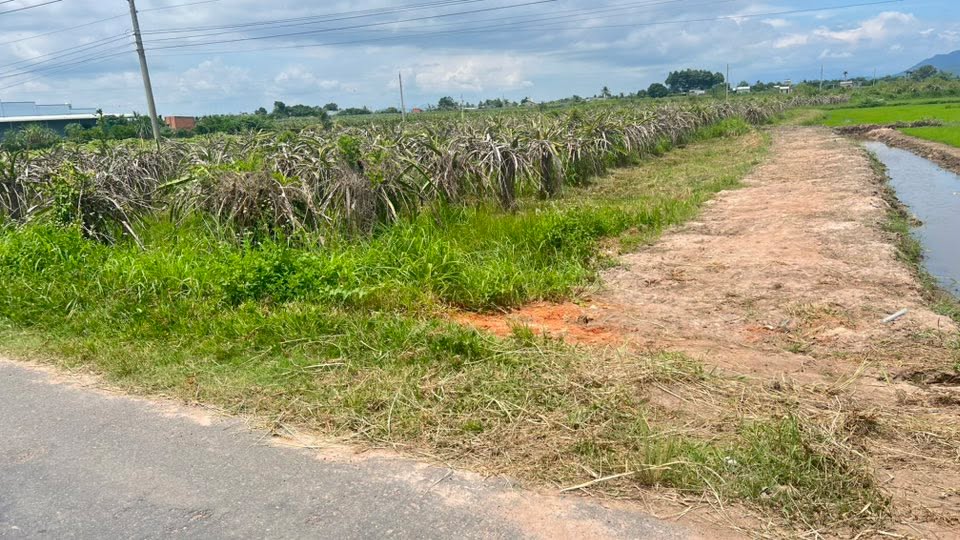 Đất nền đường Hàm Chính, Phan Thiết 1600m² giá 480 triệu - Đất vuông đẹp, ô tô vào tận nơi!