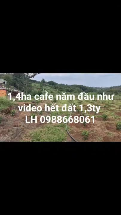 Farm 1,4ha tại Phước Tân, Phú Riềng giá 1,3 tỷ - Đầu tư sinh lời ngay!