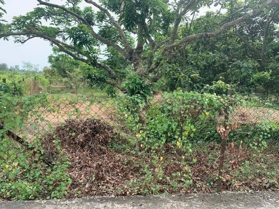 Đất đẹp ở Ấp 2 Nhựt Chánh, Bến Lức, Long An 1200m² giá 3.5 tỷ - Cơ hội đầu tư tuyệt vời!