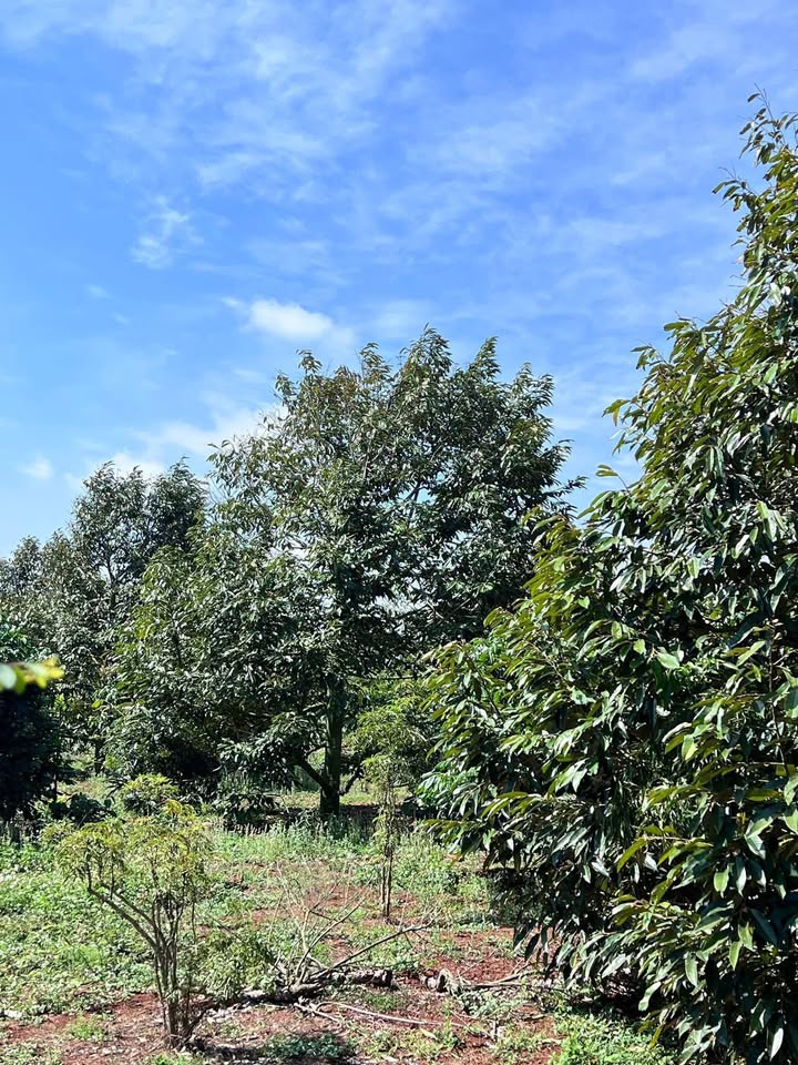 Đất nền Bình Thuận Buôn Hồ 250m² giá chỉ 299 triệu - Đường ô bàn cờ đẹp!