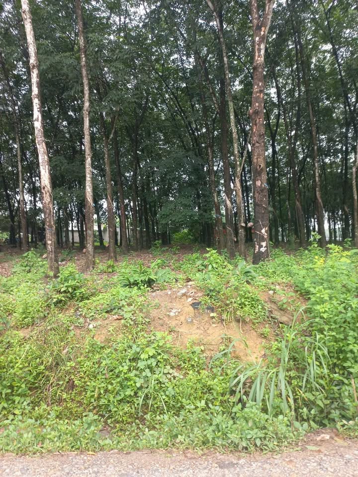 Đất nền Tân Uyên Bình Dương 550m² giá 2.8 tỷ - Pháp lý rõ ràng, sổ đỏ chính chủ!