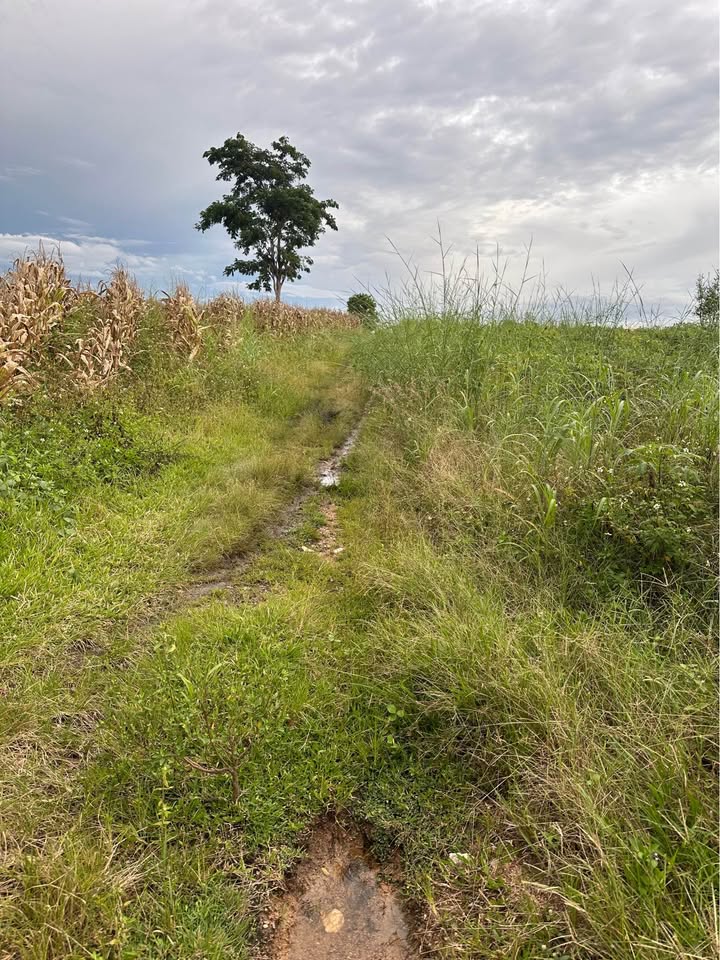 Đất nền 1ha tại xã Ea H'Leo, Đắk Lắk - Giá chỉ 250 triệu