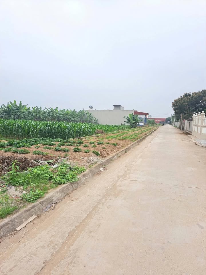 Đất nền tại Văn Hội, Ninh Giang 113m² giá 1 tỷ - Cơ hội đầu tư hấp dẫn!