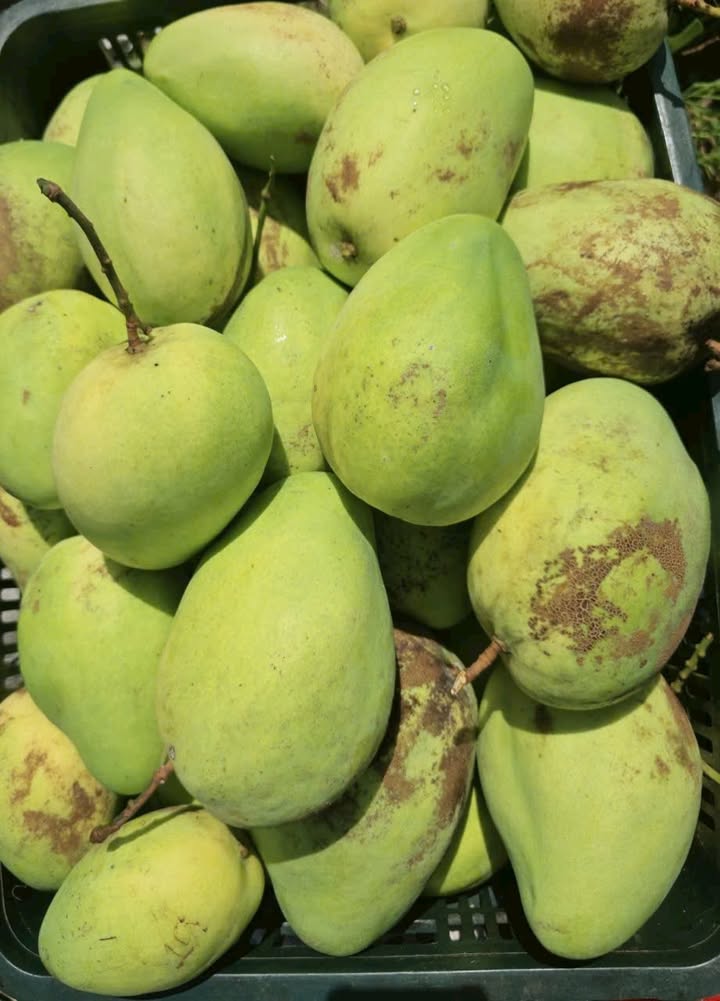 Farm Cam Hiệp Bắc 3ha giá 702 triệu - Đang thu hoạch xoài