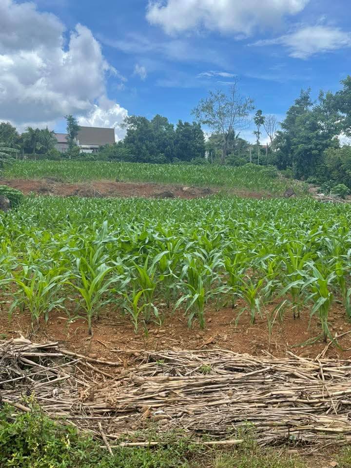 Đất nền Đắk R'La 200m² giá 7 tỷ - Nở hậu đẹp, gần trường học!