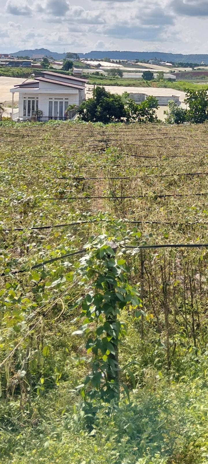 Đất nền xã Quảng Lập, huyện Đơn Dương, 700m² giá 1.3 tỷ - Cơ hội đầu tư hấp dẫn!