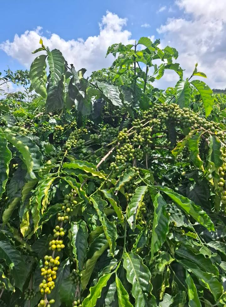 Đất nền 360m² đường Hà Huy Tập, thị trấn Di Linh - Cơ hội đầu tư tuyệt vời!