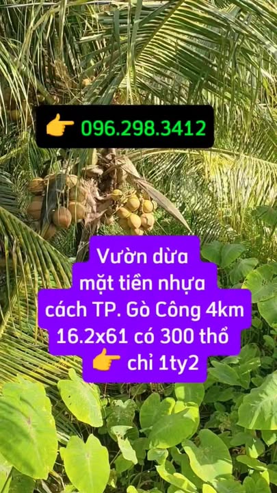 Vườn dừa Thạnh Phong, Gò Công Tây 988m² giá 1,2 tỷ - Sổ đỏ chính chủ!