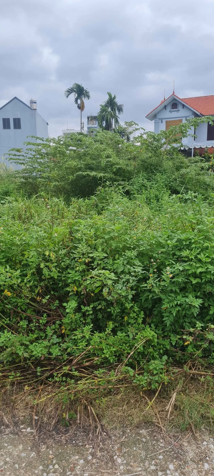 Đất nền Trang Quan, An Đồng, An Dương 151.1m² - Vị trí vàng, tiềm năng sinh lời cao!