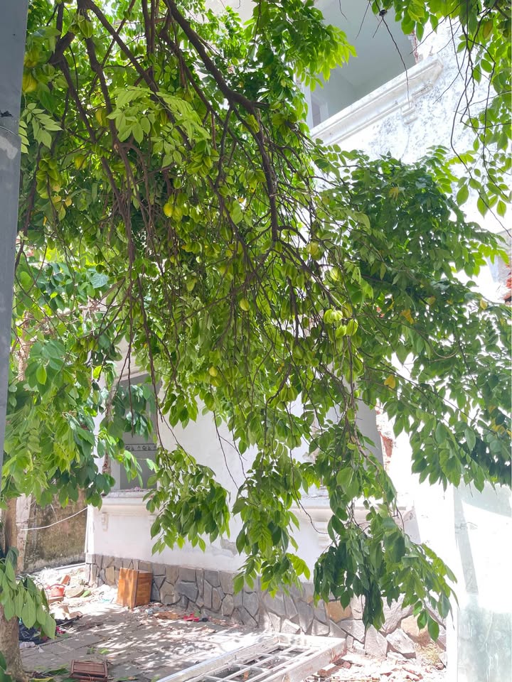 Bán đất kiệt 4m đường Trần Văn Dư, Mỹ An, Ngũ Hành Sơn, Đà Nẵng - Giá chỉ 6 tỷ - Tiềm năng sinh lời cao!