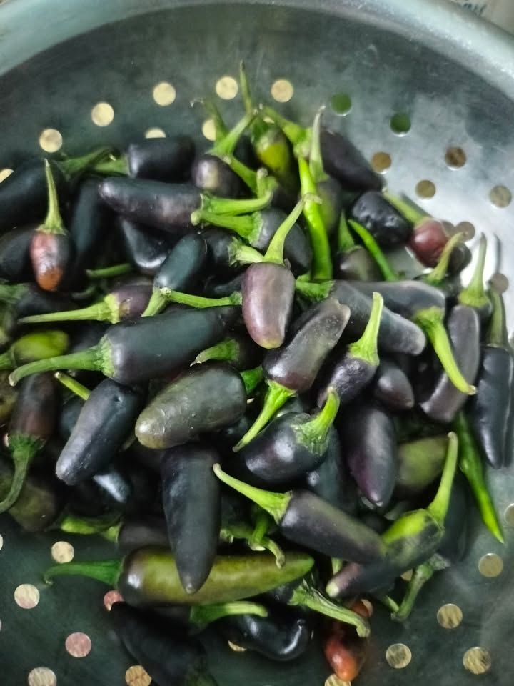 Nhà cấp 4 mặt tiền Ghềnh Ráng 52m² giá 3 tỷ - Sẵn sàng vào ở!