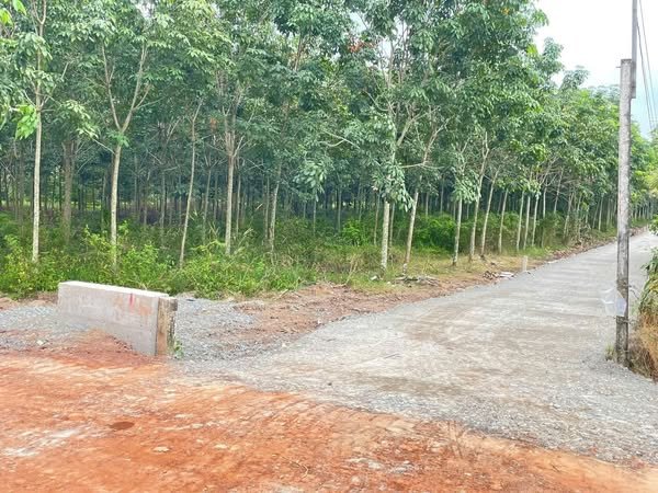 Đất nền Bàu Đồn, Gò Dầu 145m² giá 300 triệu - Cơ hội đầu tư tuyệt vời!