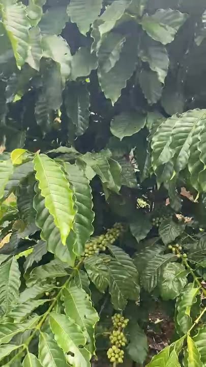 Đất nền 1ha thôn 12, xã Trường Xuân, Đắk Song - Giá 700 triệu có thương lượng!