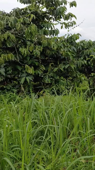 Đất nền Trường Xuân Đắk Song 15.000m² giá 2.25 tỷ - Sổ đỏ chính chủ