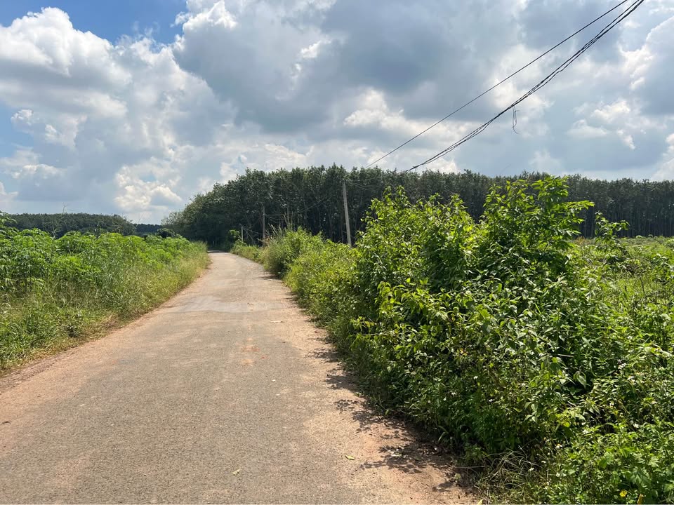 Đất thổ cư 14500m² xã Đồng Tâm, giá 1.7 tỷ - Cơ hội đầu tư hấp dẫn!