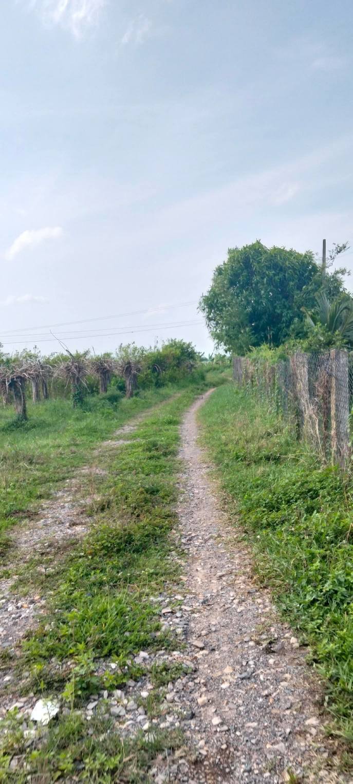 Farm 5.000m² tại thôn Kim Ngọc, Bình Thuận - Sổ hồng riêng, giá chỉ 2.25 tỷ!