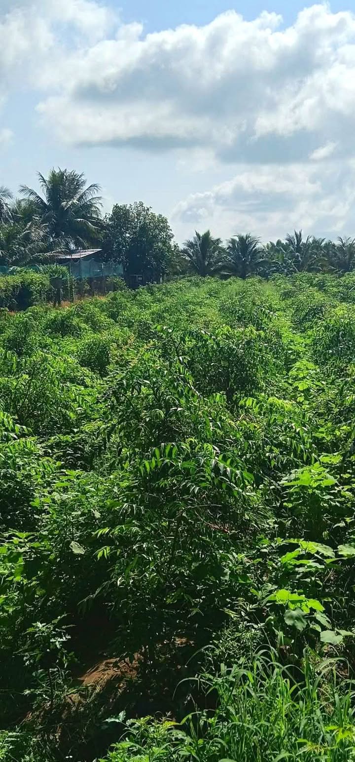 Đất vườn 1600m² xã Lê Chánh, giá 770 triệu - Đầu tư sinh lời lý tưởng!