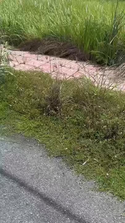 Đất nền Phước Đông, Cần Đước 81m² giá 850 triệu - Đầu tư sinh lời ngay!