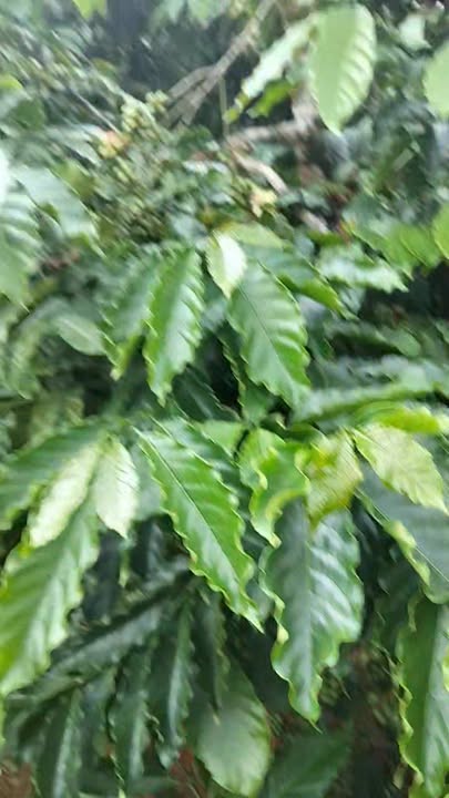 Đất rẫy 1ha04 tại Ea Khal, Đắk Lắk - Kinh doanh cà phê và sầu riêng sinh lời!