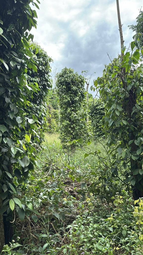 Farm 2.4ha tại Nam Gia Nghĩa, Lâm Đồng - Giá chỉ 22.5 tỷ, sổ đỏ chính chủ!