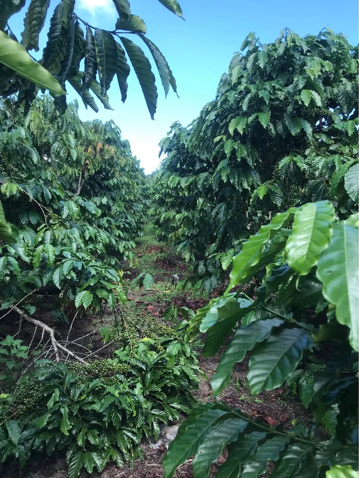 Lô đất 1,2ha Phú Sơn, Lâm Hà giá 5.6 tỷ - Sẵn sổ đỏ chính chủ!