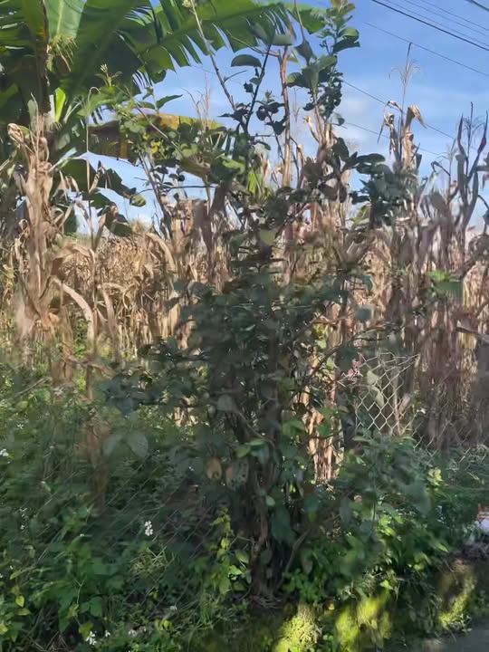 Đất nền đường Ngô Đăng, Đắk Hà 259m² giá chỉ 500 triệu - Cơ hội tuyệt vời cho đầu tư!